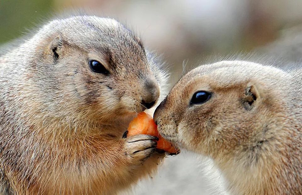 Общение обезьян. Общение животных. Общение собак. Коммуникация животных. Коммуникация животных.