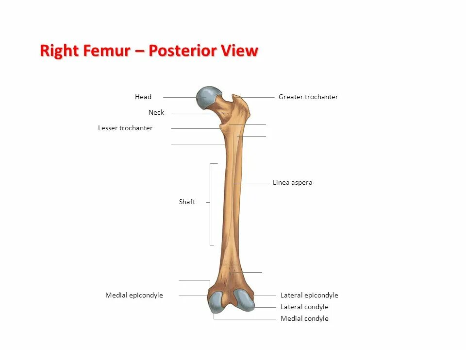 Linea aspera перевод. Femur перевод. linea aspera анатомия. постериор медиал фемур. femur wards.