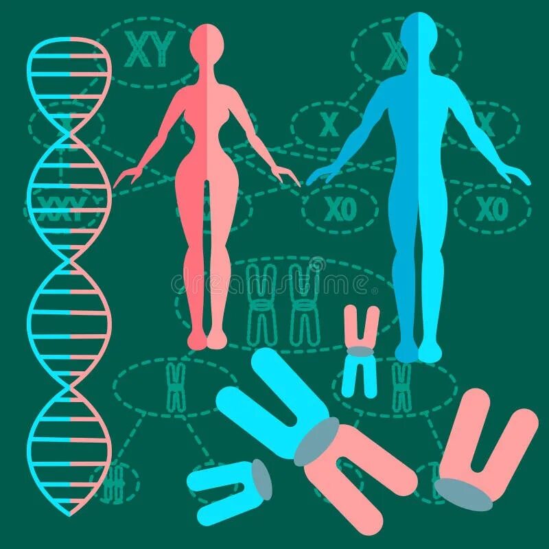 Генома набор. Этот удивительный набор генов и есть ты. Набор генов человека. Кариотип человека. Набор генов.