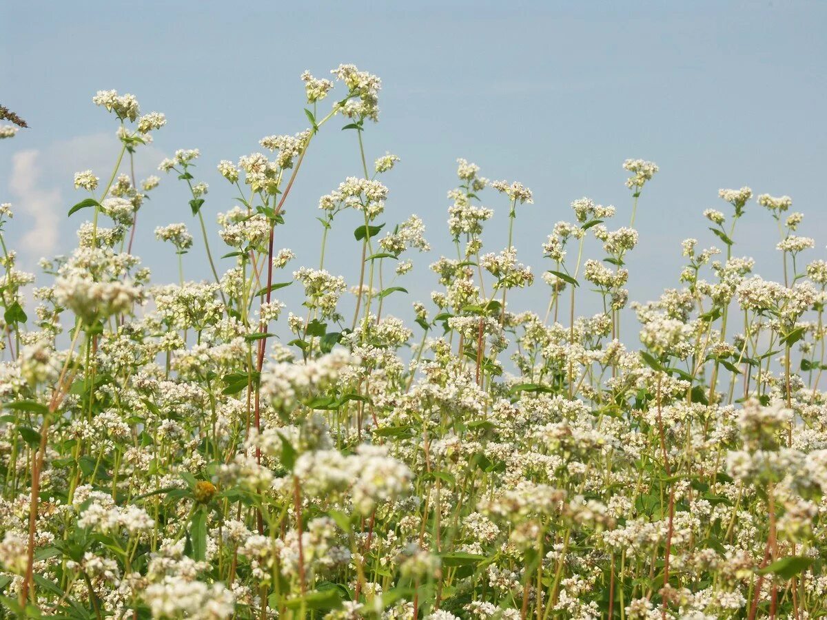 гречиха многолистная. гречиха посевная. гречиха цветет. цветущая гречка. цветущая гречка.