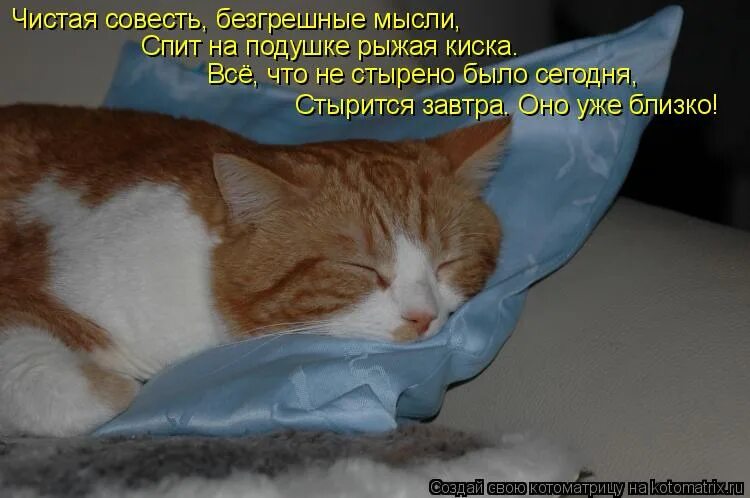 Совесть кота. Чистая совесть крепкий сон. Спать с чистой совестью. Картинки спать с чистой совестью.