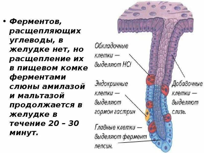 Ферменты расщепляющие углеводы. Расщепление углеводов ферменты. Ферменты участвующие в расщеплении углеводов. Ферменты желудка расщепляют.