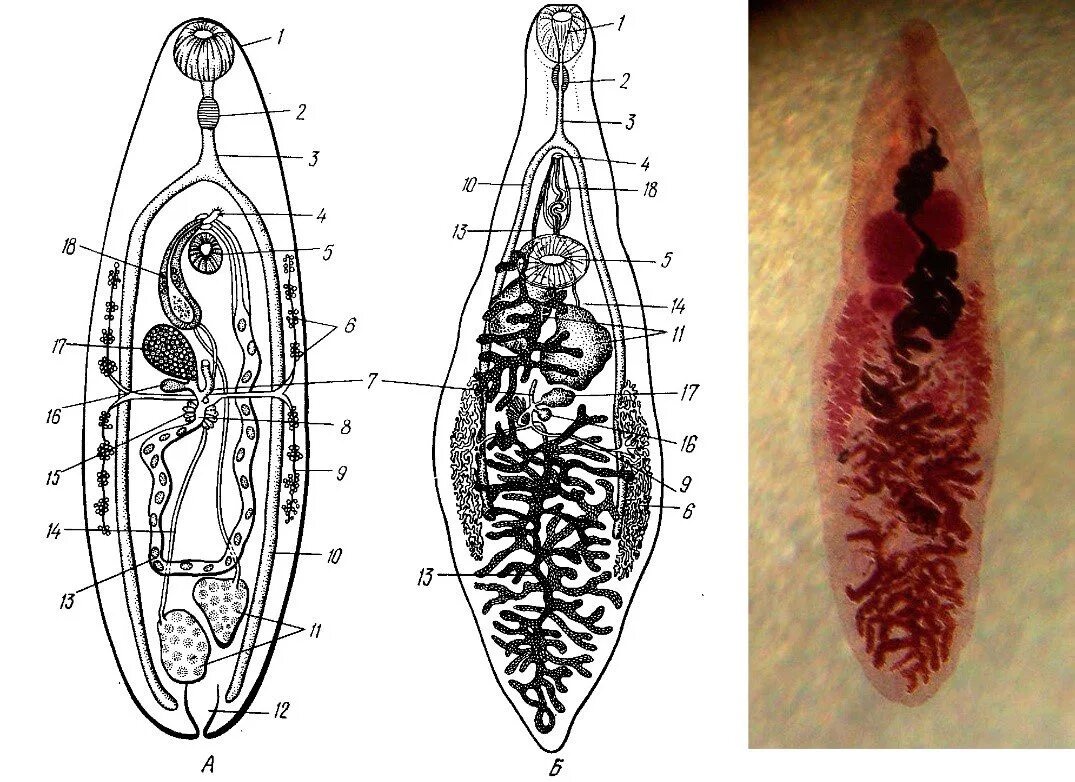 Ланцетовидный сосальщик. Ланцетовидный сосальщик рис. Ланцетовидный сосальщик строение. Марита ланцетовидного сосальщика. Системы органов сосальщиков