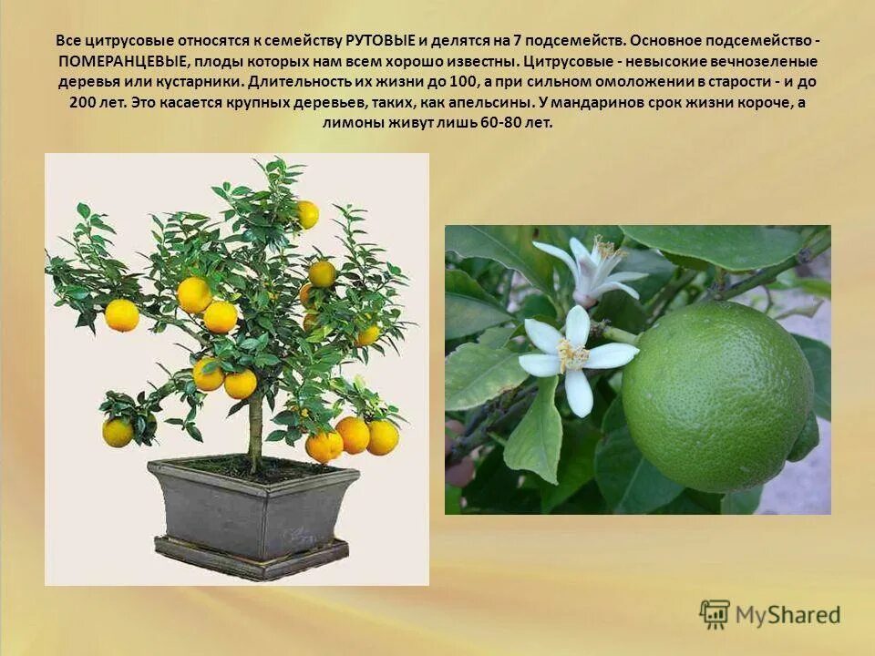 к техническим культурам относятся цитрусовые. субтропические и тропические плоды. к техническим культурам относятся цитрусовые. доклад про мандарин. цитрон плод.