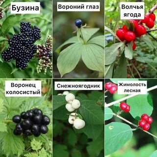Ягоды какого растения ядовиты