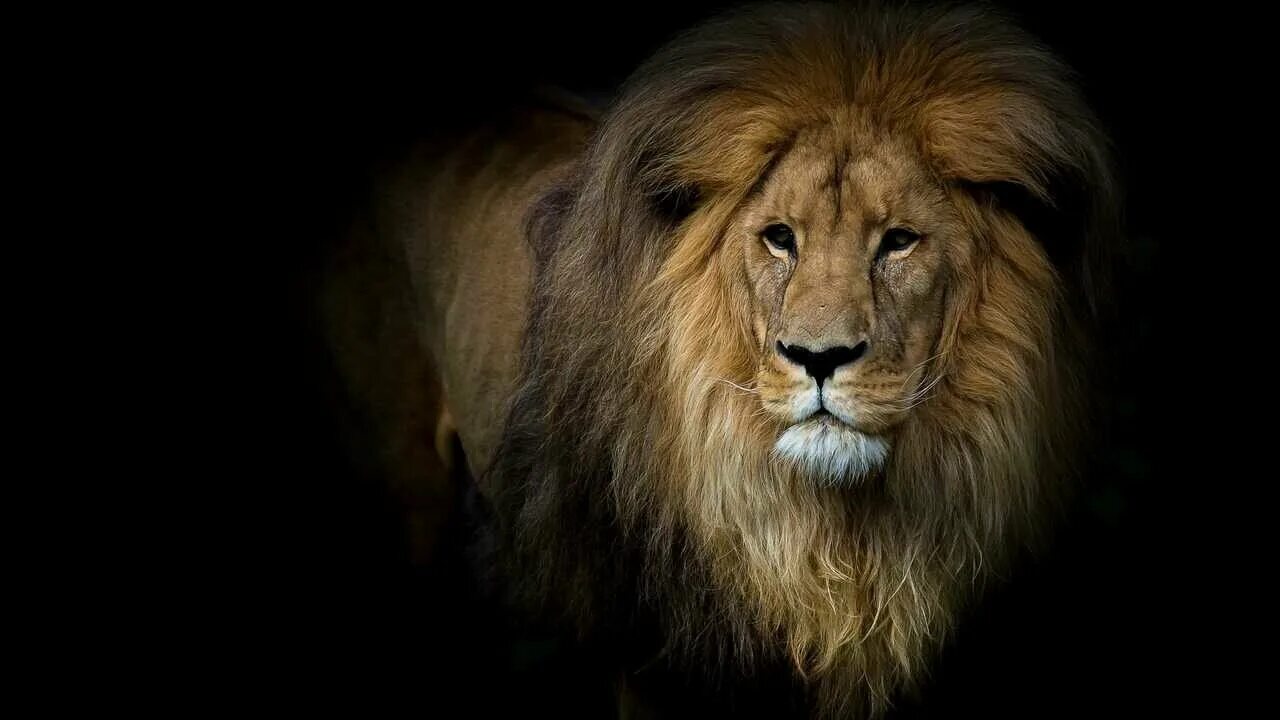 Фото льва на темном фоне Pin by John Garcia on Beautiful tree Lion quotes, Positive quotes for life motiv