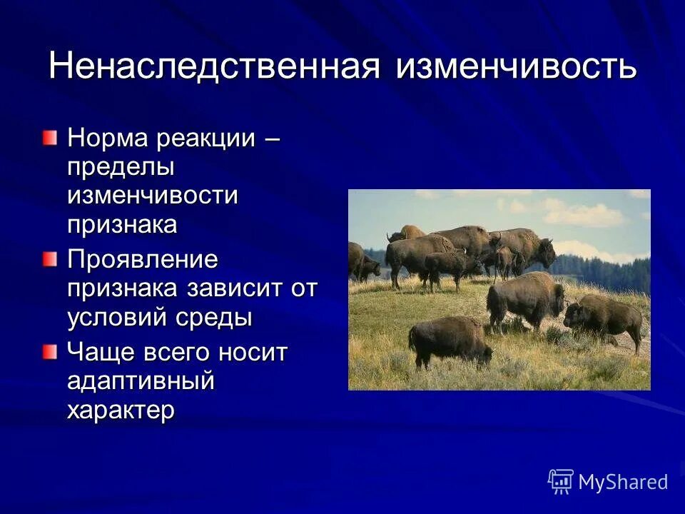 ненаследственная изменчивость это в биологии