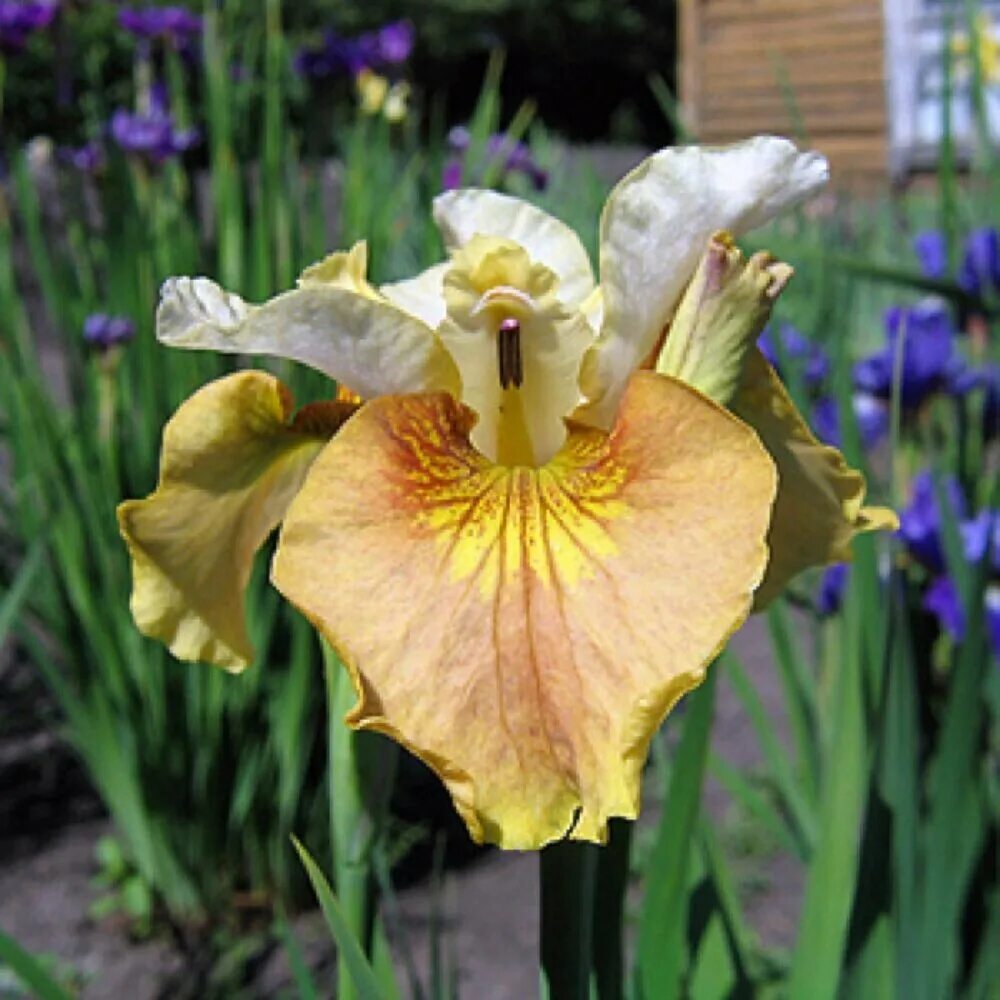 Iris характеристики