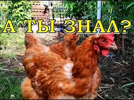 Куда девать кур