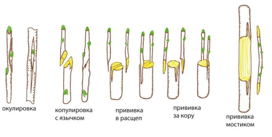 Размножение глазком. Прививка окулировка и копулировка. Прививки окулировка копулировка растения. Способы прививки плодовых деревьев окулировка. Прививка черенком улучшенная копулировка.