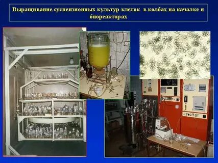 Выращивание культур клеток получение гетерозисного потомства