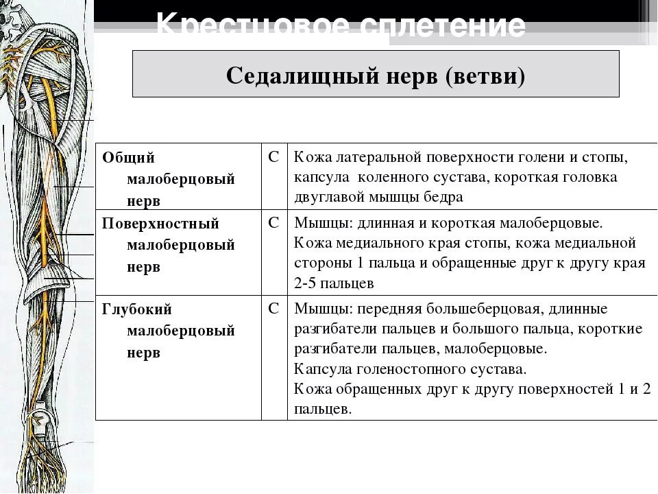 Поражение нервов нижних конечностей. Область иннервации седалищного нерва. Седалищный нерв иннервация кожи. Седалищный нерв анатомия топография. Седалищный нерв иннервация мышц.