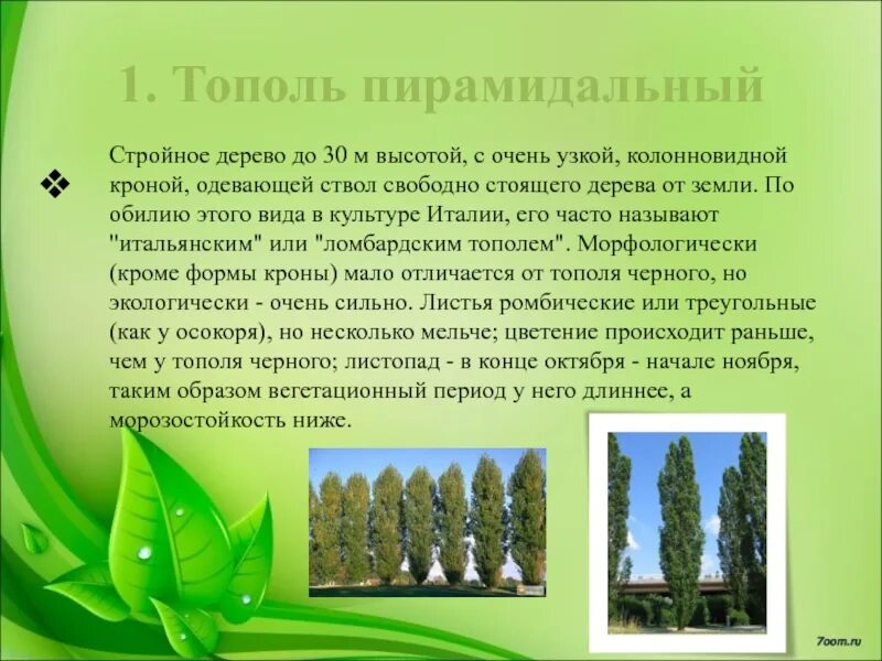 Как стройный тополь носился он на буланом. Тополь пирамидальный populus pyramidalis. тополь &quot;башкирский пирамидальный&quot; лист. тополь башкирский пирамидальный. тополь &quot;пирамидально-осокоревый камышинский&quot;.