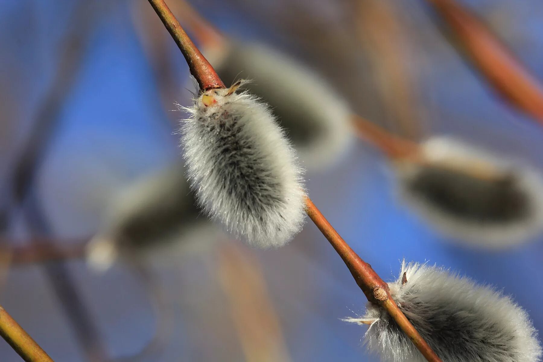 куст вербы. ветка вербы. верба растение дерево. почки вербы. почки вербы.