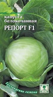 Капуста сорт чудо на рекорд