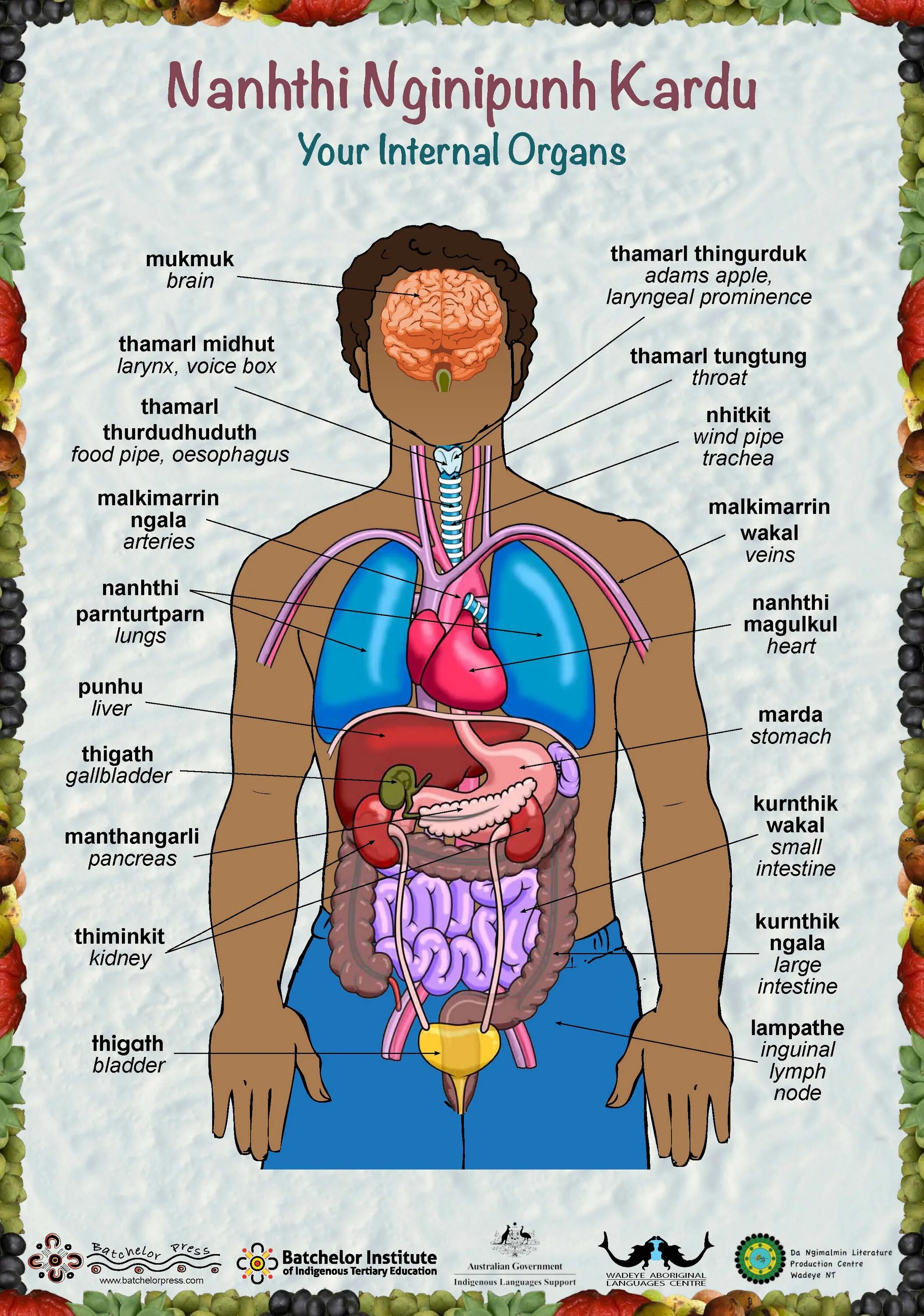 Internal organs. Органы на английском. Органы тела на английском.