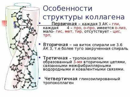 Аминокислоты коллагена