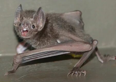 Мышь vampire