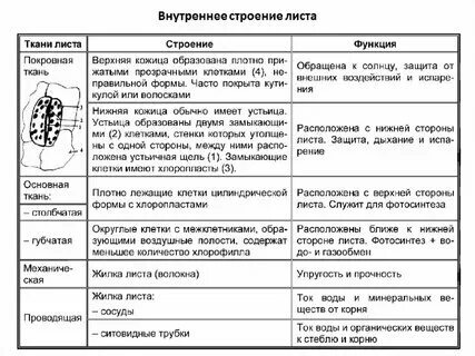 Таблица по биологии 6 класс параграф 8