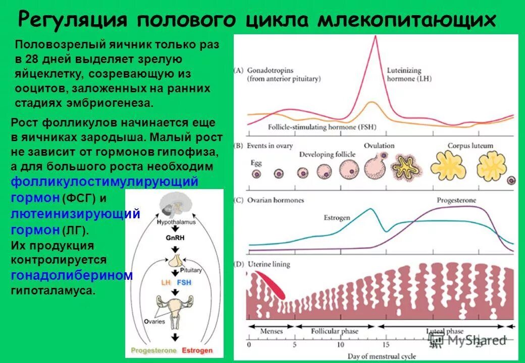 Регуляция пол. Регуляция выработки половых гормонов. Схема регуляции синтеза тестостерона. Регуляция секреции женских половых гормонов гормонов. Уровни регуляции репродуктивной системы схема.