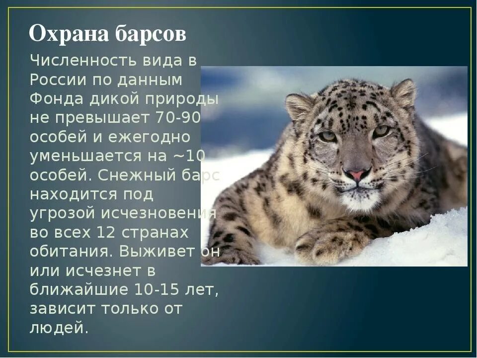 Сколько живут снежные барсы. Среда обитания снежного Барса ирбиса. Животные из красной книги. Животные красной книги снежный Барс. Охрана снежного Барса.