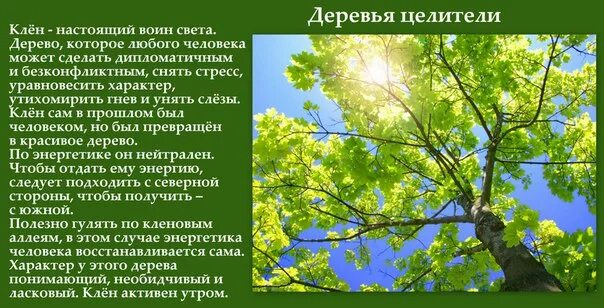 Деревья дают силу. Объятия с деревьями. Мировое древо ашваттха. Энергия дерева для человека. Деревья целители.