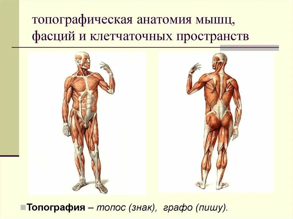 Образования мышц. Топографическая анатомия человека. топографические образования мышц. топограф анатомия. мышцы человека по топографии.