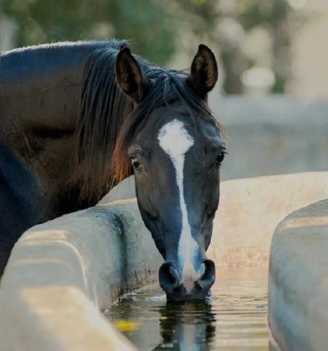 Horse drink. Лошадь. Лошадь фото. Лошадь пьет воду. Конь пюьт воду.