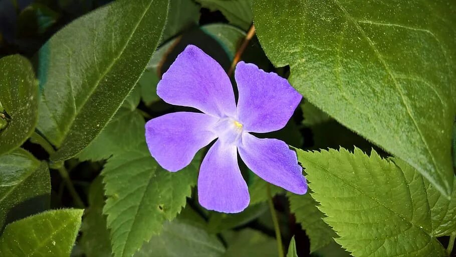 Purple ground
