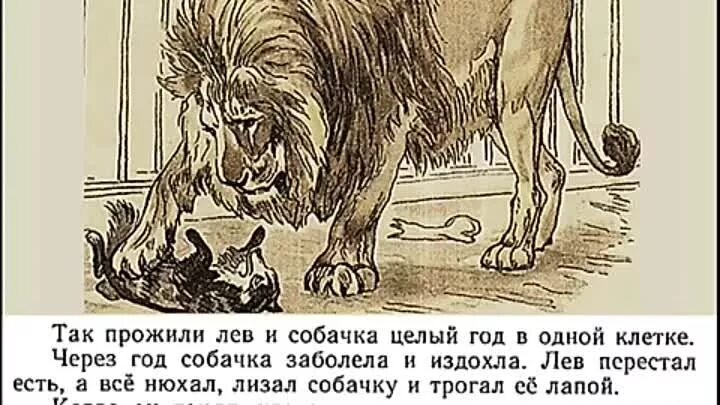 Быль л н Толстого Лев и собачка. 3. Л.Н. толстой «Лев и собачка»,. Басня Лев и собачка толстой. Басня Льва Николаевича Толстого Лев и собачка.
