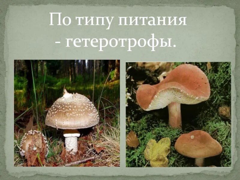 Грибы неподвижные гетеротрофные организмы. Грибы неподвижные гетеротрофные организмы. Грибы неподвижные гетеротрофные организмы. Грибы являются гетеротрофами. Грибы гетеротрофные организмы.