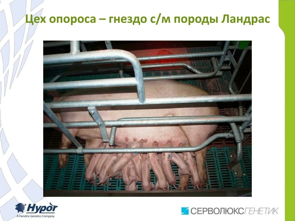 Статьи по свиноводству, скотоводству и птицеводству - Определение упитанности св