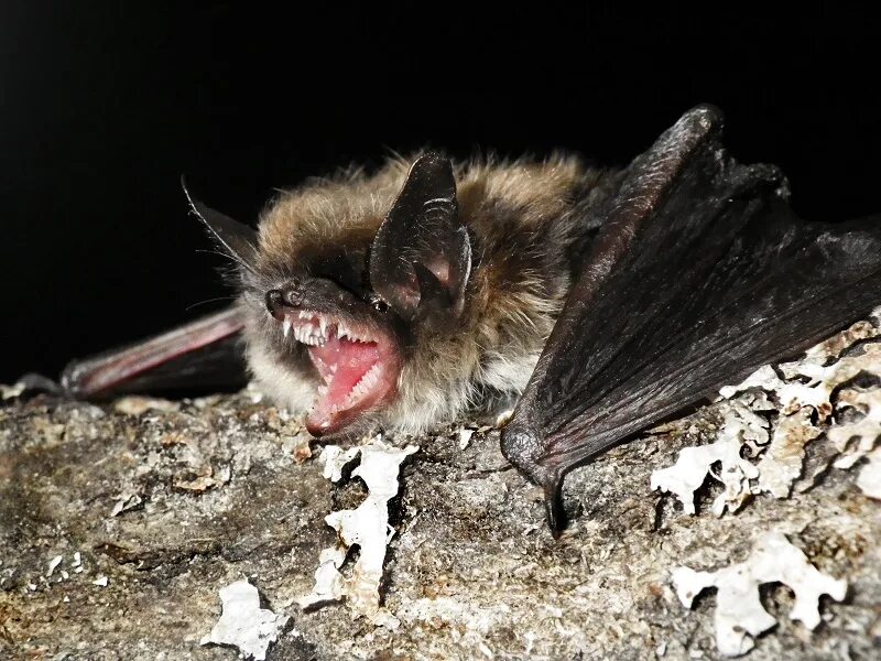 Ночница Брандта (Myotis brandtii (Eversmann, 1845)). Обыкновенная ночница отряд. Летучая мышь ночница. Летучая мышь обыкновенная ночница. Ночница красная книга