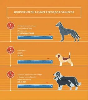 Собаки 8 лет сколько это по человечески