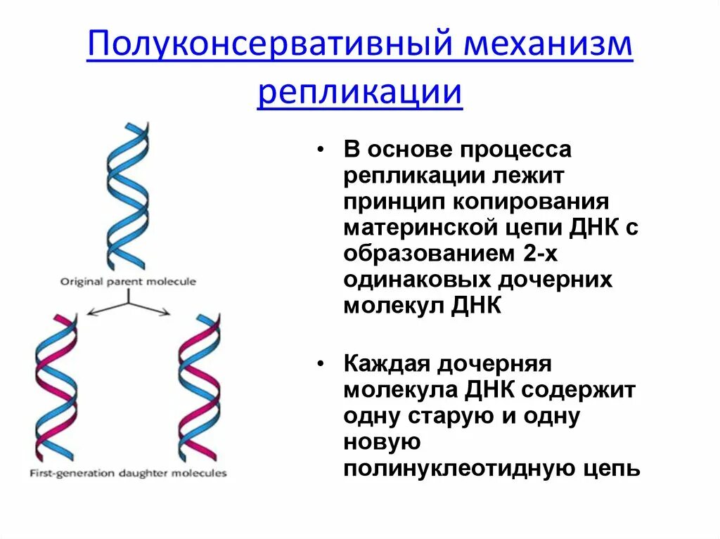 Материнская цепь днк. Репликация ДНК полуконсервативный. Полуконсервативный механизм репликации. Репликация цепи ДНК. Репликация ДНК полуконсервативный механизм репликации ДНК.