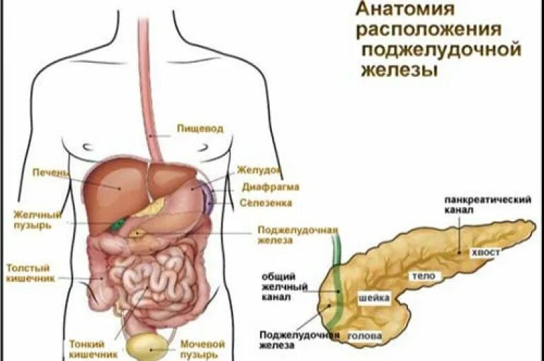 Печень где находится с какой