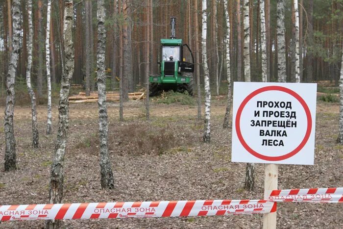 Зона валки деревьев. Уборка опасных деревьев на лесосеке. охрана труда в лесном хозяйстве. валка леса табличка. техника безопасности в лесном хозяйстве.