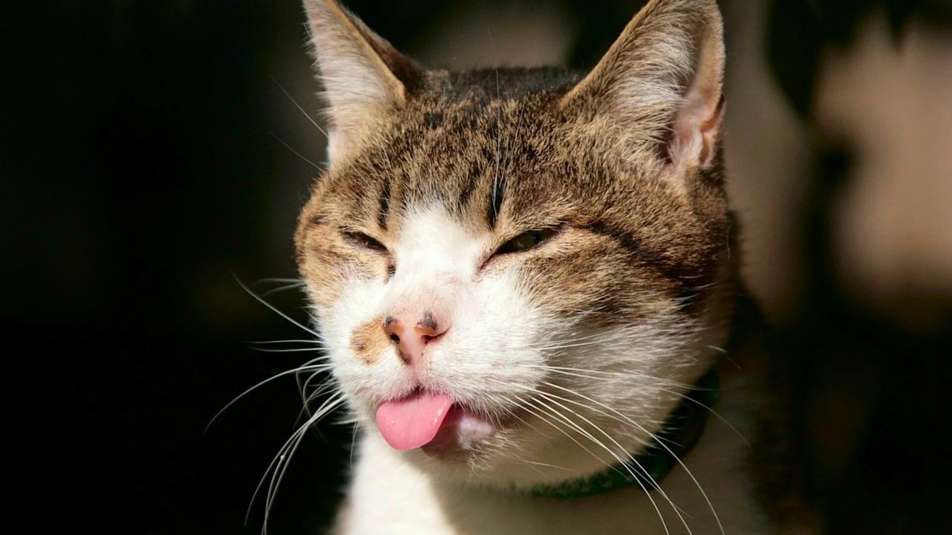 This is my opinion. Смешной кот. Кошка показывает язык. Кот с высунутым языком.