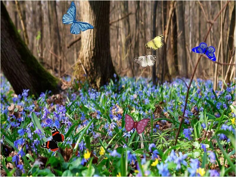 Весна презентация для начальной школы. Где находится весенняя. Пролески, подснежники, крокусы. Пролеска лесная белая. Весенний микрорайон новосибирск план застройки.