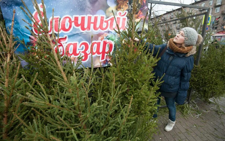 Елочные базары в санкт петербурге. Ёлочный базар санкт-петербург. елочный базар спб. новогодний базар елок питере. живая ель в метро.