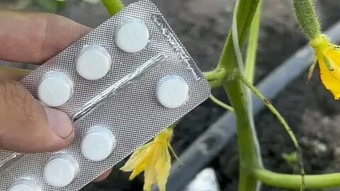 Поливать аспаркамом