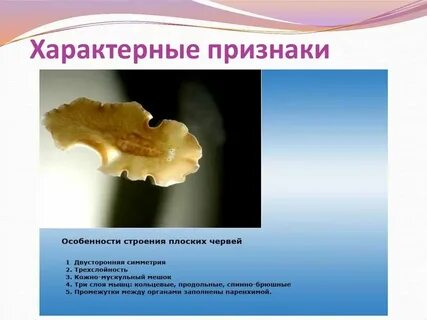 Какой признак не характерен для анемофильных