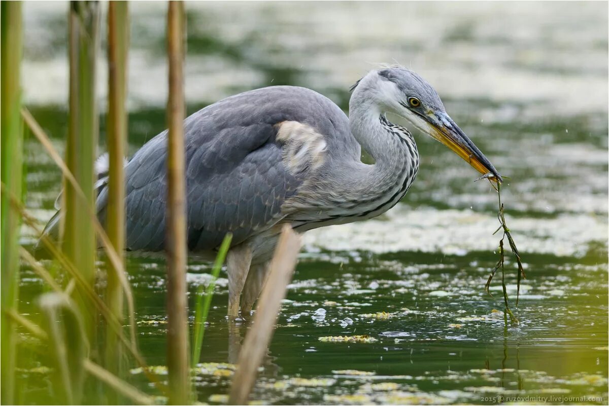 Серая цапля. Место обитания цапли. Место обитания цапли. Птица ardea cinerea. Место обитания цапли.