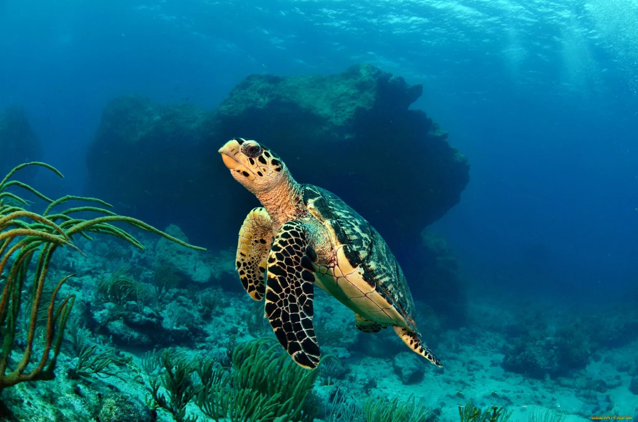 Морские обитатели морская черепаха. Нектон черепахи. Черепаха бисса Нектон. Черепахи Атлантического океана. Морские черепахи Тихого океана.