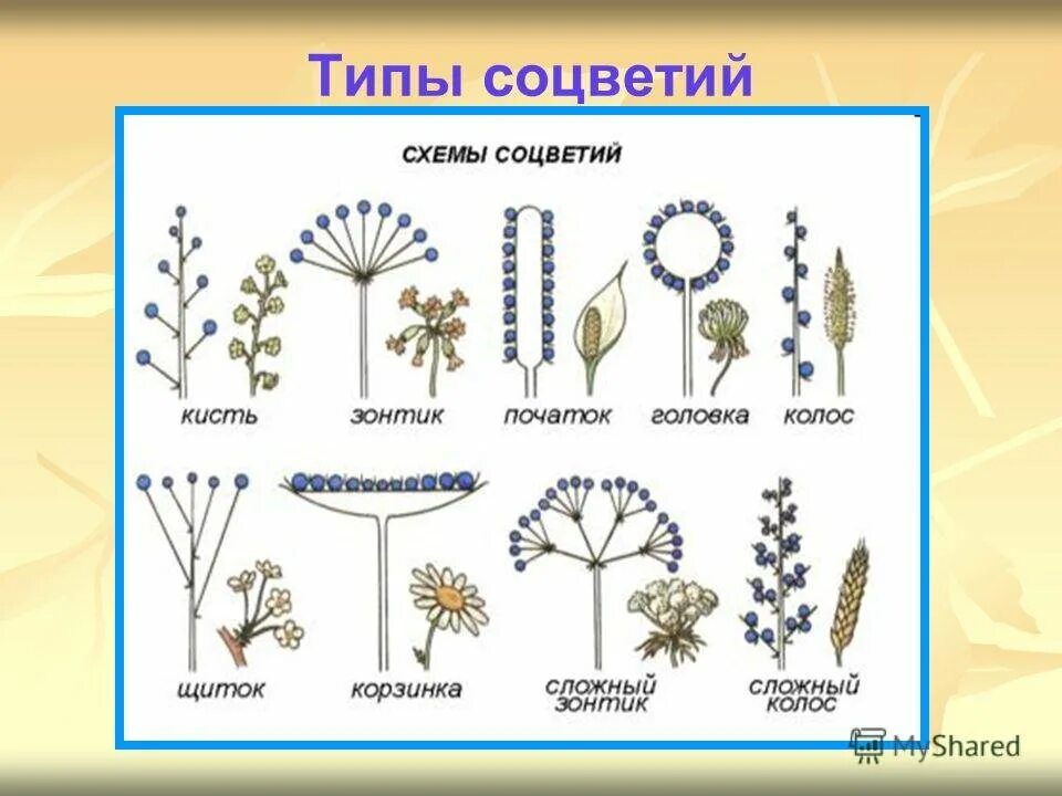 Соцветие сложный початок. Соцветия 6 класс биология. Схемы соцветий 6 класс биология. Строение соцветий 6 класс биология. Схема типов соцветий 6 класс биология.