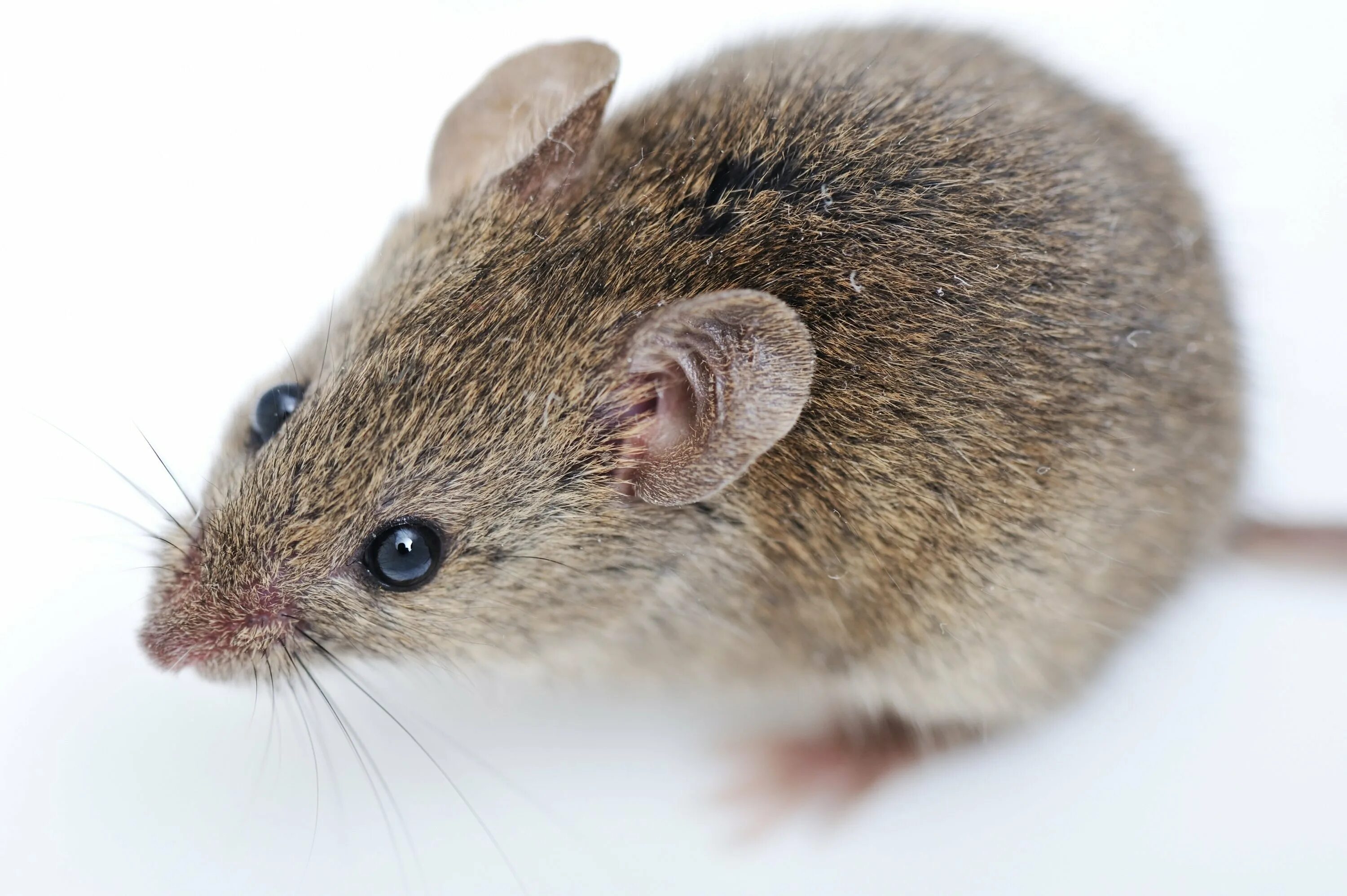 A mouse a small body