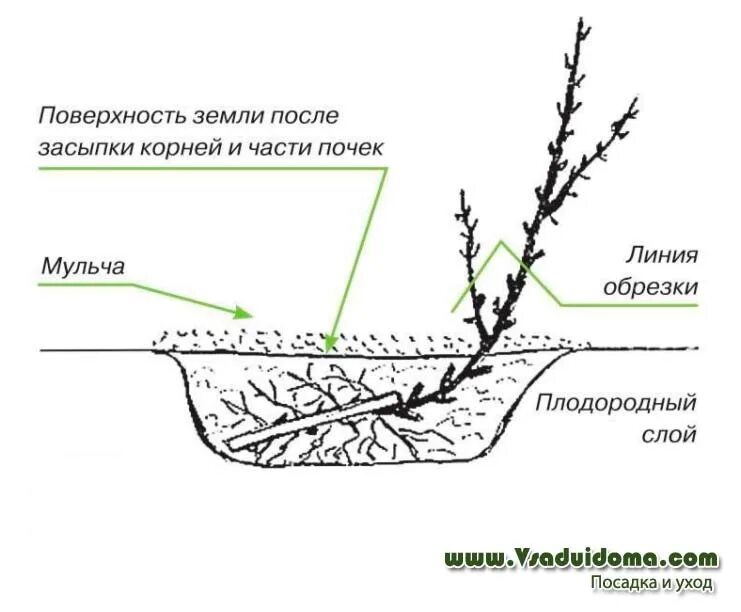 Схема посадки крыжовника. Посадка крыжовника весной. Схема подкормки крыжовника. Мульчирование крыжовника весной.