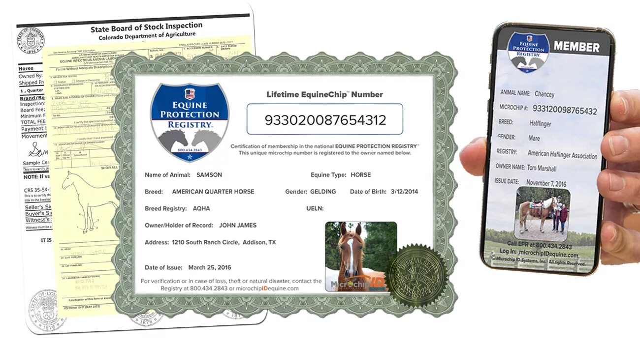 Регистрация pet. Документы на лошадь. Хорс сертификаты. Сертификат микрочип. ДНД документы на лошадь.