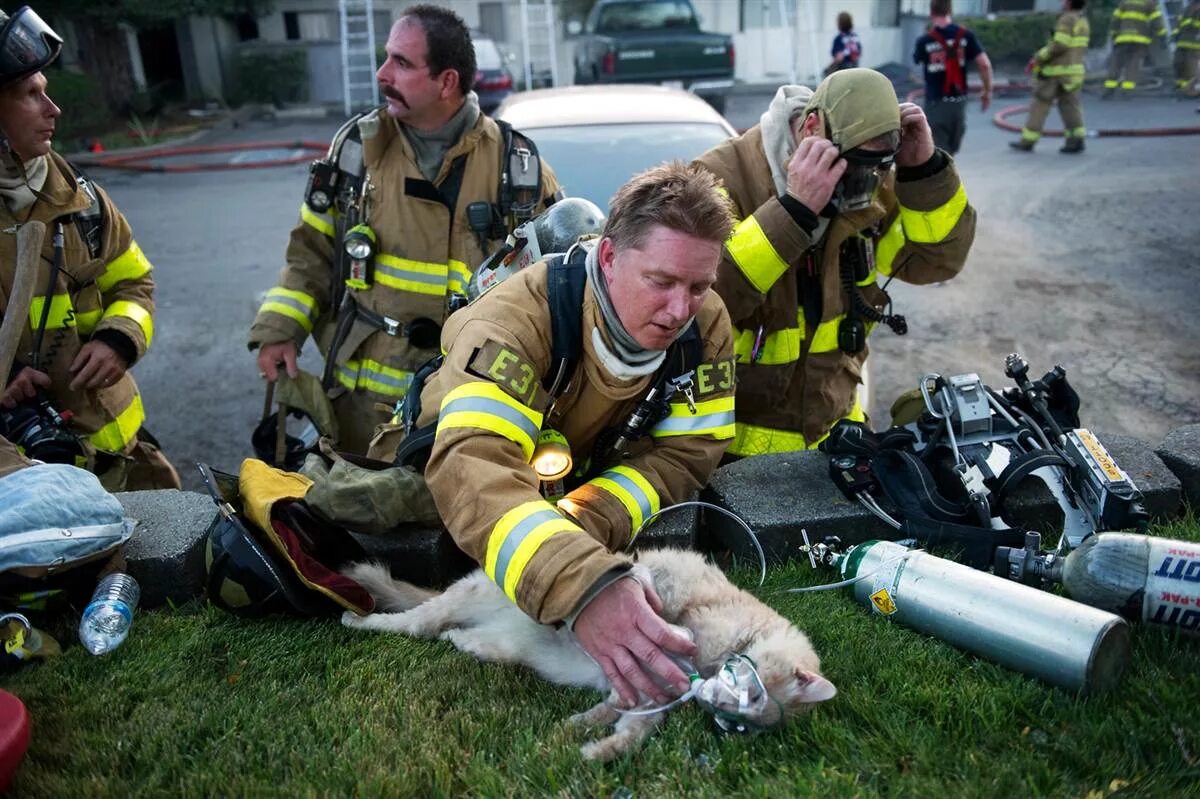 Saving cat