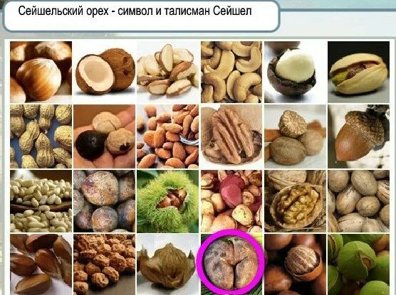 Что символизирует орех. Что символизируют орехи. сейшелы орех. какой орех символизирует любовь. сейшелы орех разрез.